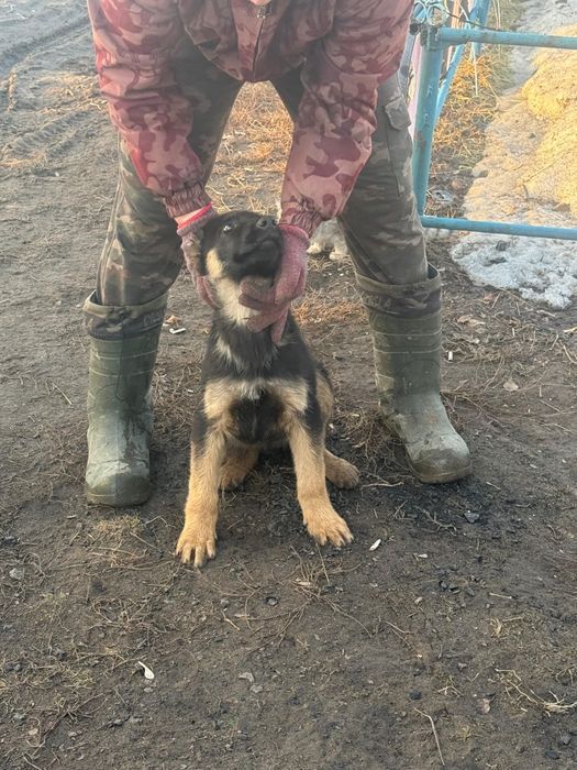 Продам щенка овчарки