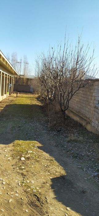 Keles. Abdurahmonov. Kok terak.7.6 sotx