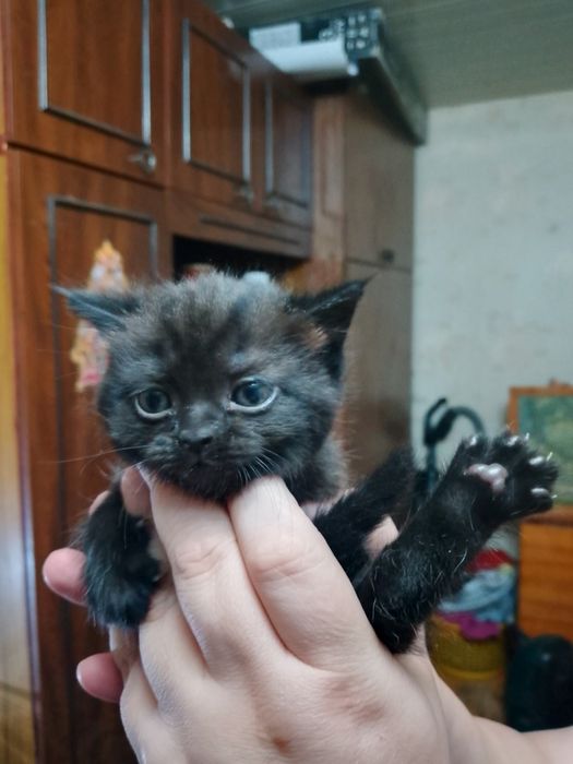 Продаются котята