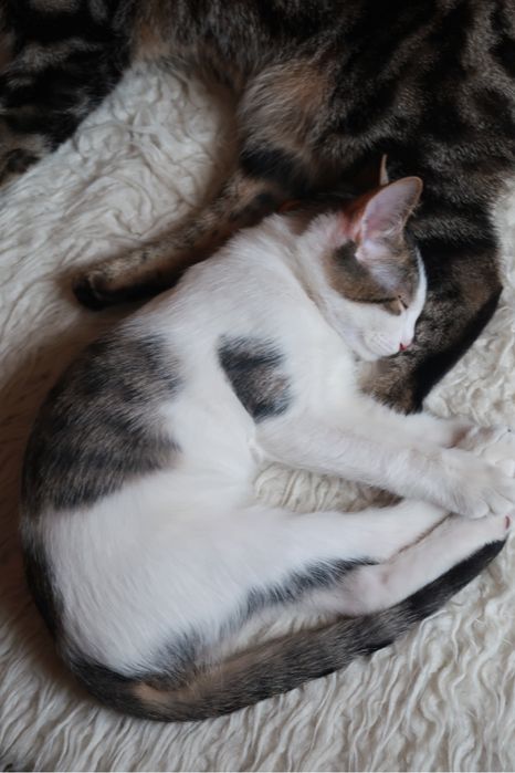 Котенок 3 месяца