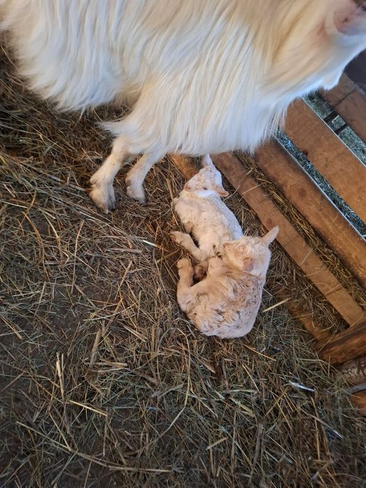 Vând iezi de crescut cu biberonul