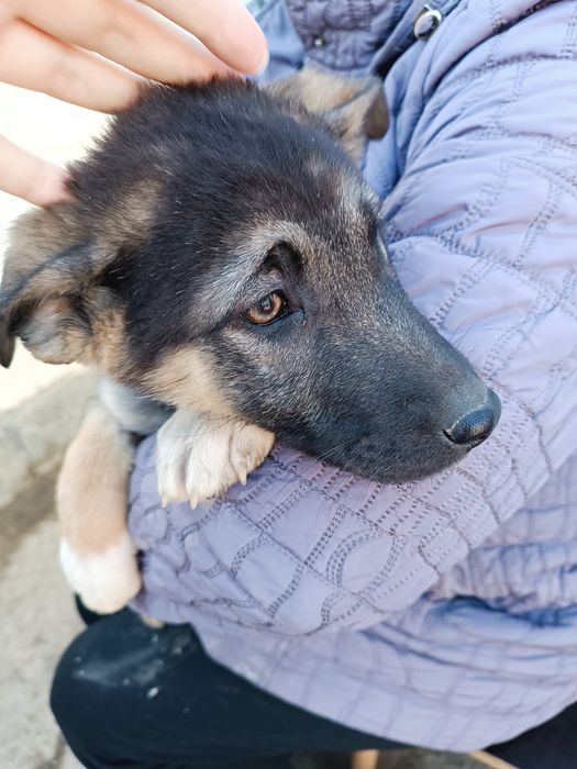 Отдам собачек в добрые руки