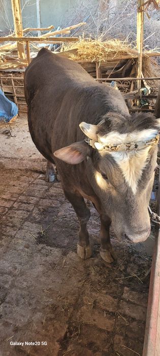 Buqa Sotiladi Vobkent