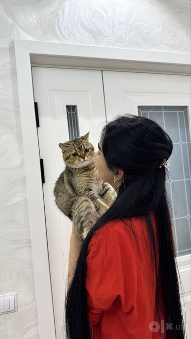 Барсик приглашает ваших кошечек на романтическое свидание