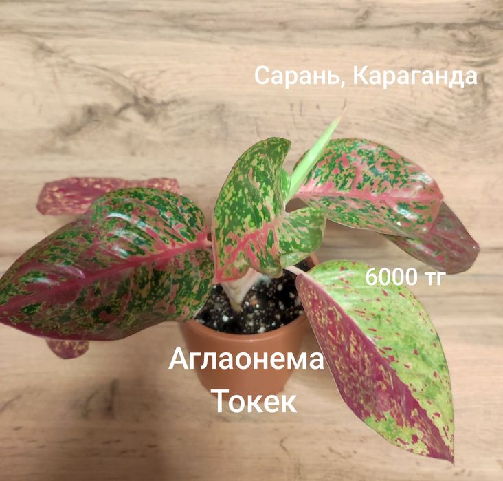 Аглаонема разная