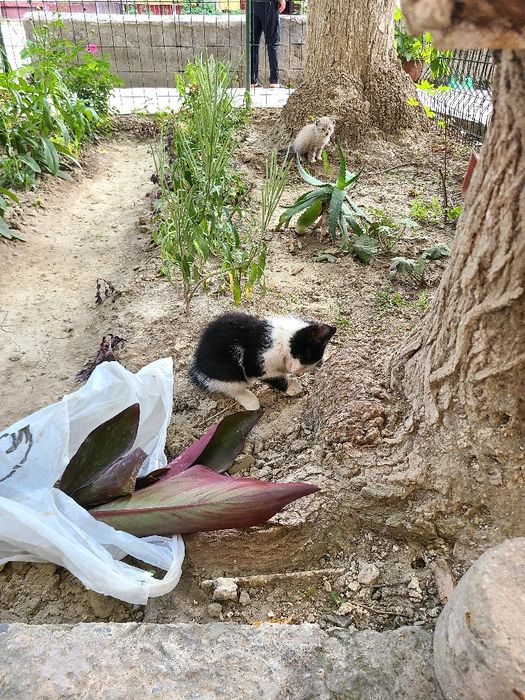 Маленький котёнок