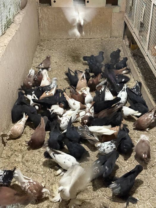 Kaptarla sotiladi kabutar, голубь голуби kaptar