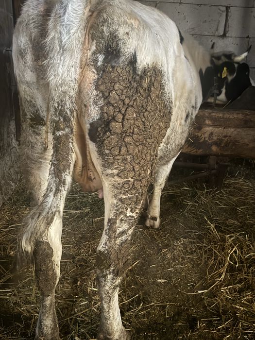 Vand sau schimb vaca gestanta luna 7 a