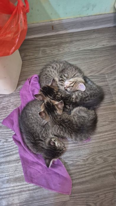 Котят в добрые руки ,3 мальчика и 1 девочка