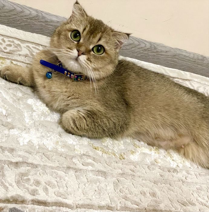 Золотистая Шиншилла