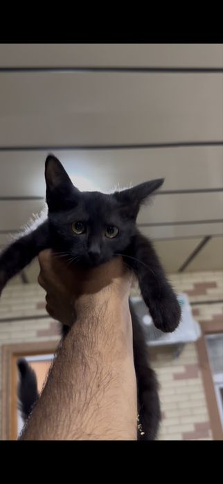 Кошка в добрые руки