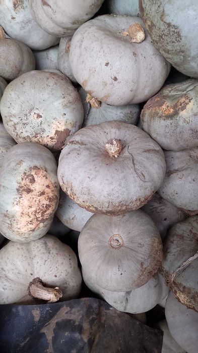 Dovleac de copt Crown Prince