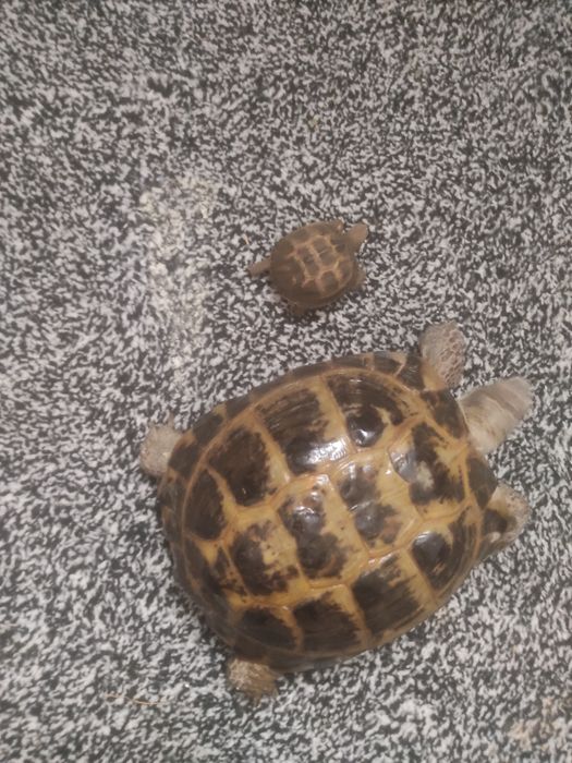 Katta Toshbaqa giganti черепаха