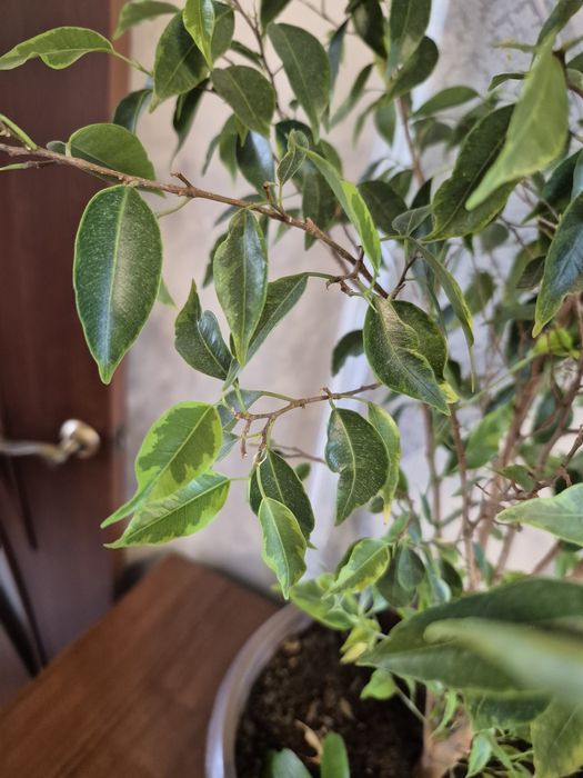 Продам бенжамин.