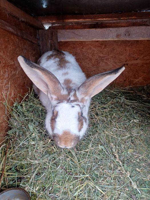 Vînd iepure de 2 ani.