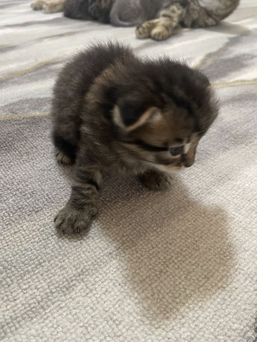 Отдам котят.