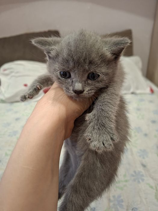 Котенок девочка 1 месяц