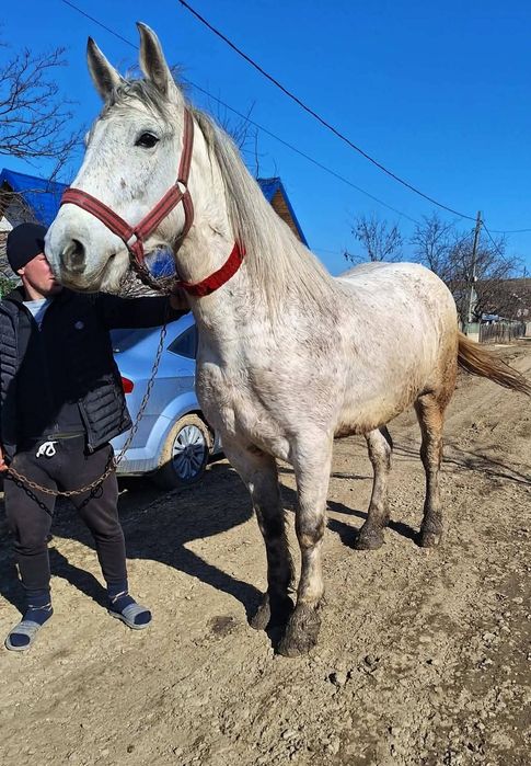 De vânzare iapă de 7 ani