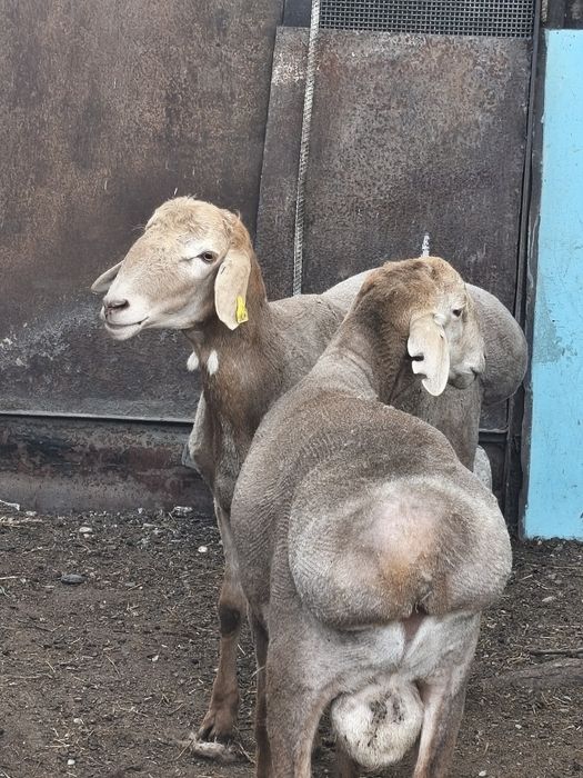 Продаютс Арашаны больше года