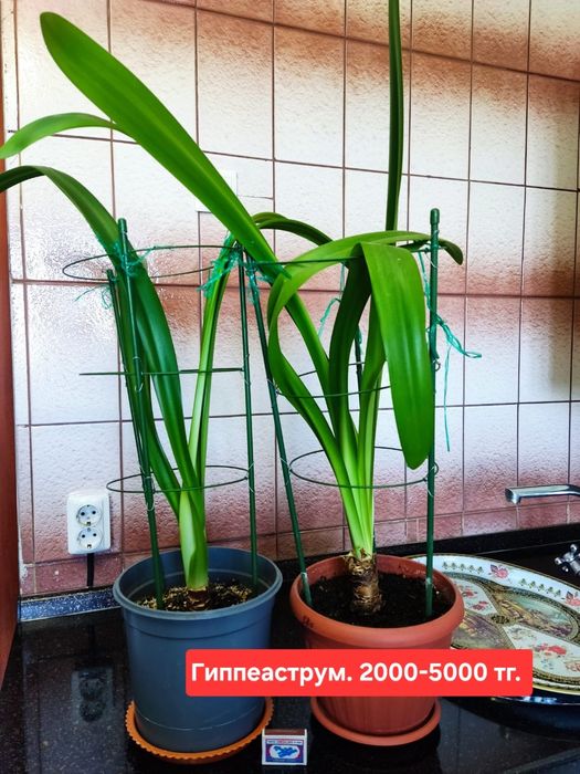 Продам комнатные растения