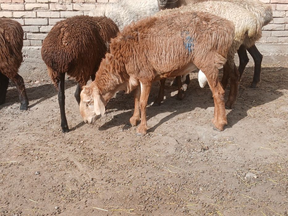 Кошкар сатылад..