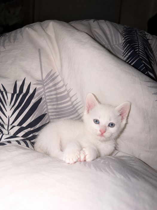 Котята домашнте ласковые