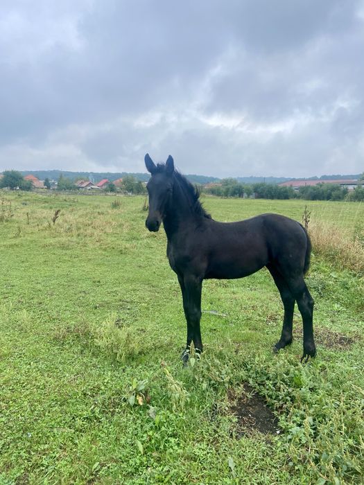 Manza frizian sport!