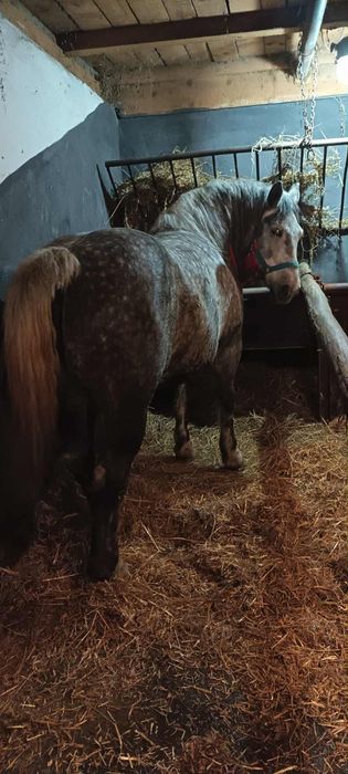 Vând iapă pentru pretențioși 6pe 7 ani