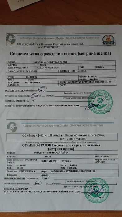 Злс лайка кушыктер