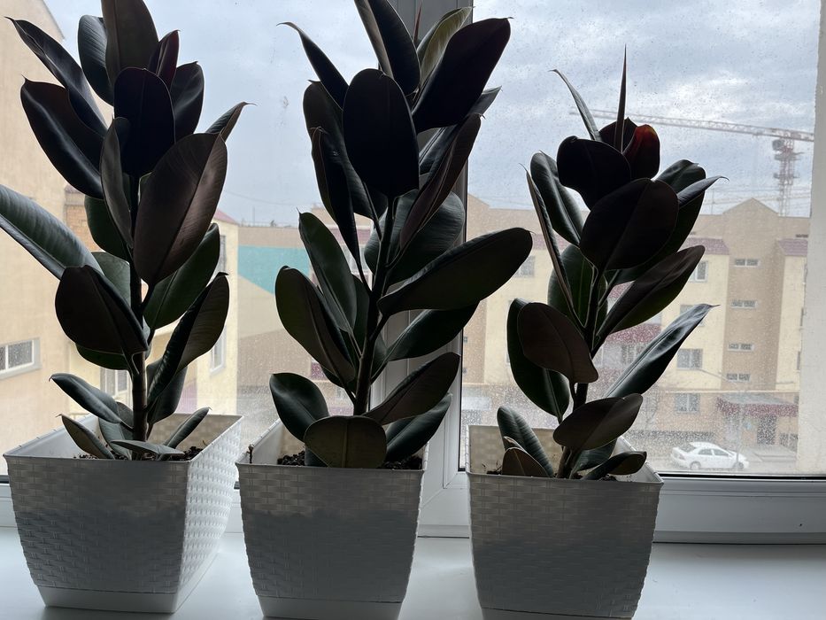 Срочно продам комнатных растении