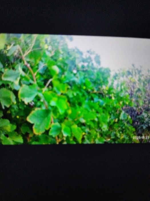 Продам огородный участок