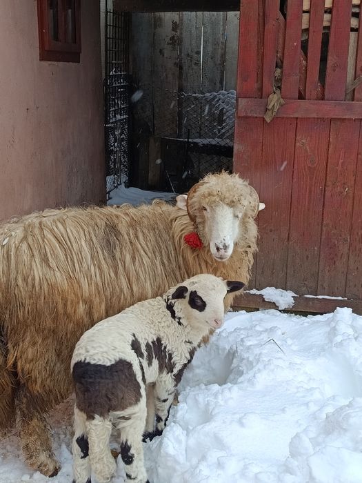 Vând oaie cu mieluță