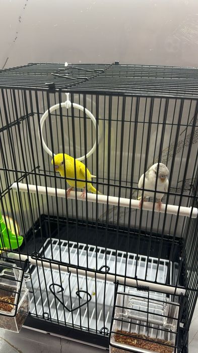 Попугай комбо комплект