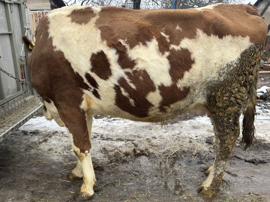 Vând junincă de 3 ani gestantă de 3 luni cu belgian!