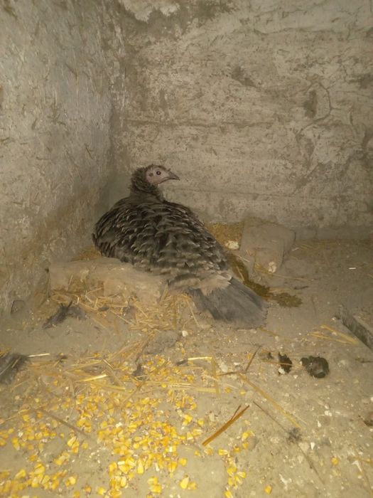 Курк курка сотилади