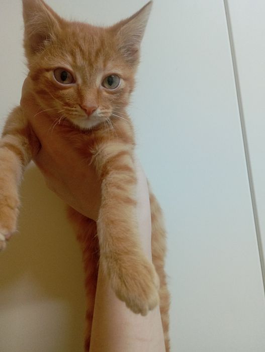 отдам котенка бесплатно