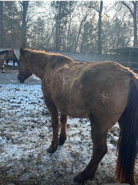 Кобылы с откорма