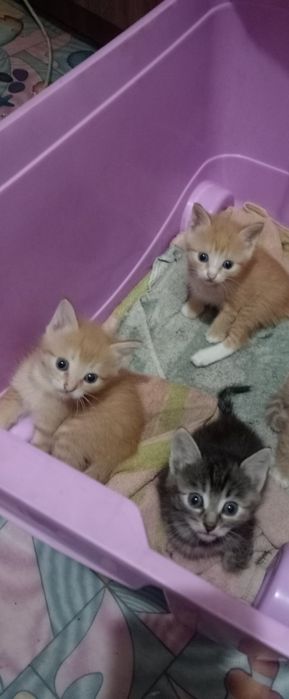Отдам котят в добрые руки