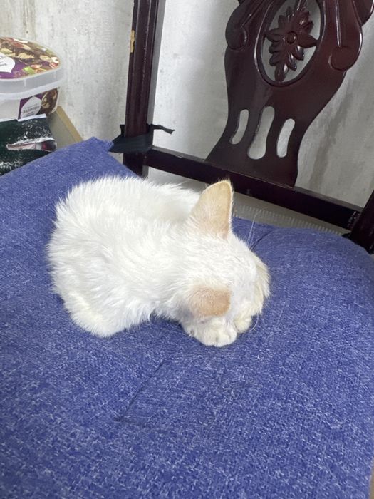 Котенок мальчик
