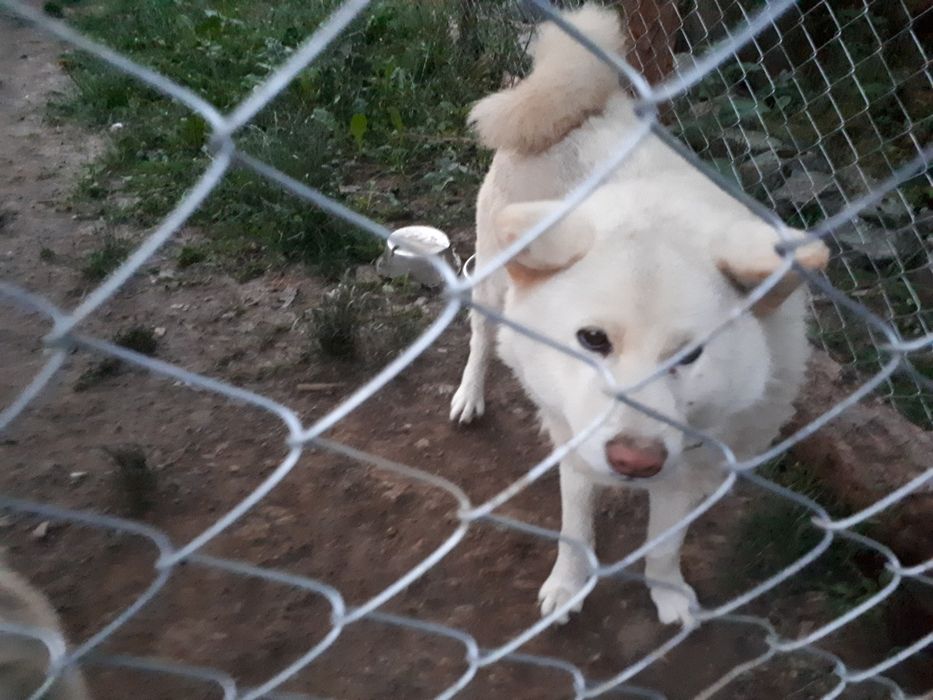 Подарявам Акита Ину