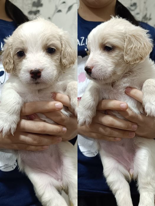 Малыши срочно ищут дом