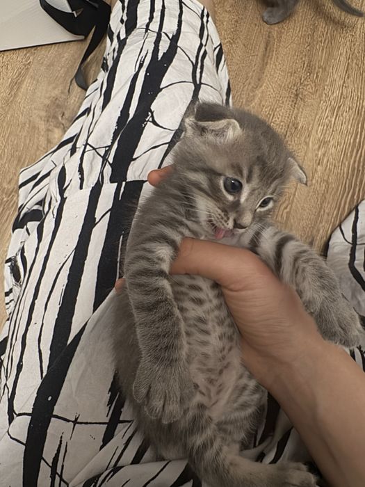 Вислоухий котенок