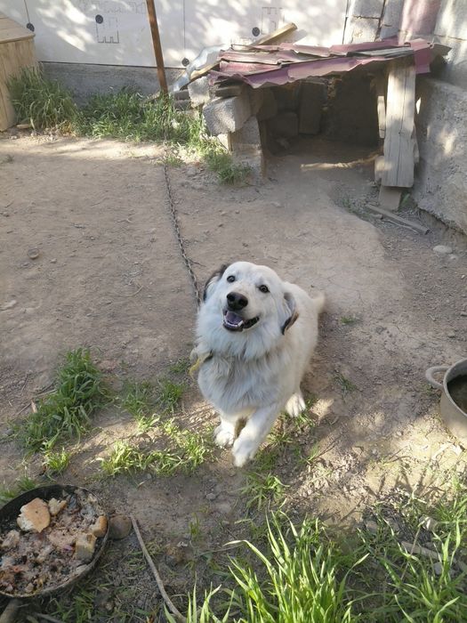 Ит Сатылады тегін!