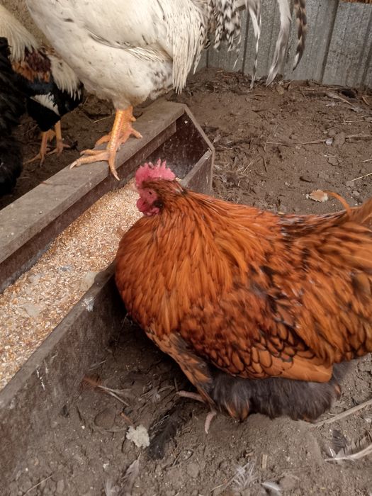 Продам молодых Петушков