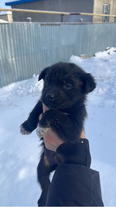 Щенки в добрые руки