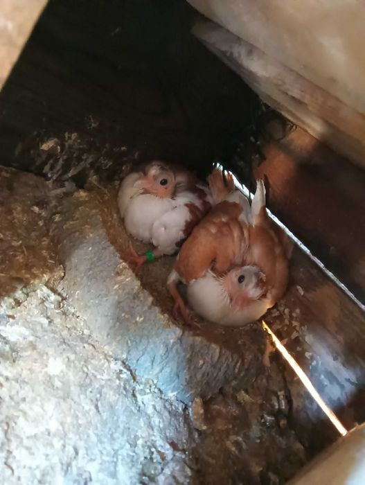 Porumbei ,jucători,și alte rase.