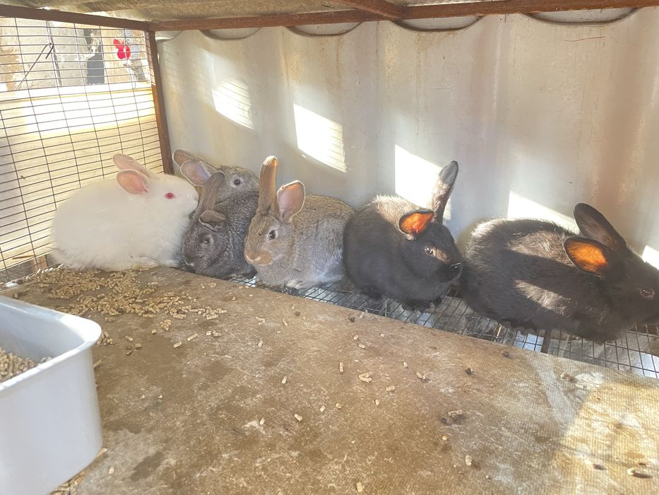 Крольчата. Кожектер