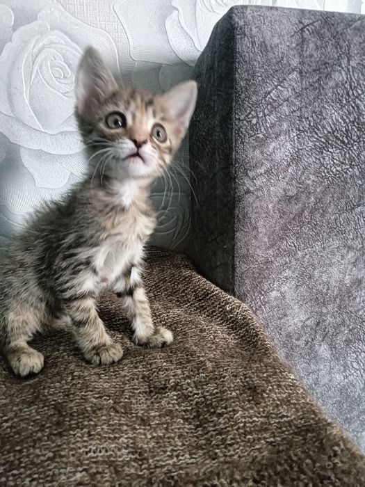 Отдам котенка(девочка)