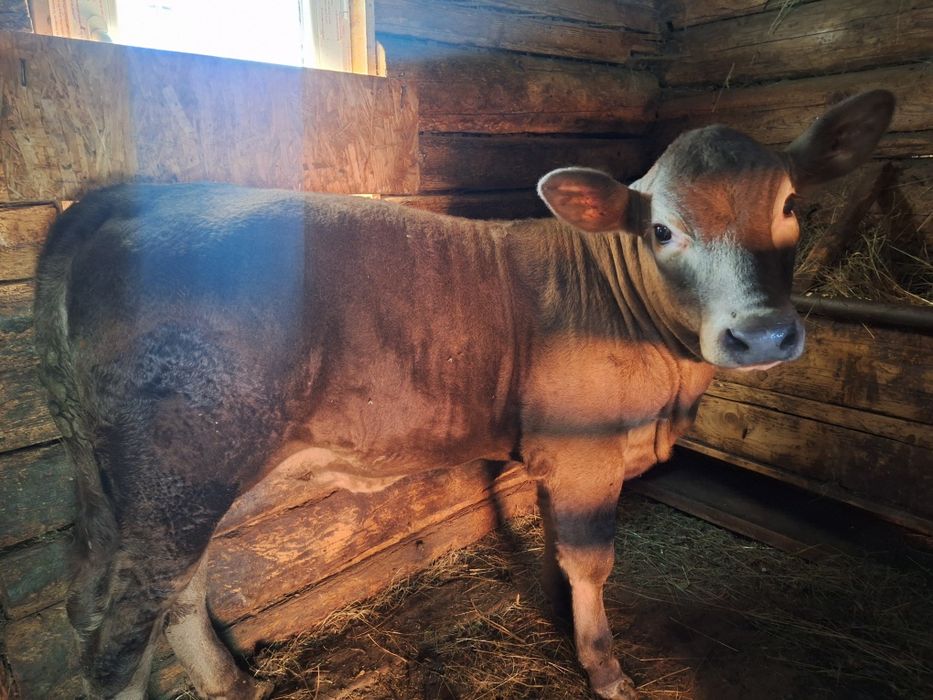 Vițelușă Angus, 3 luni jumate