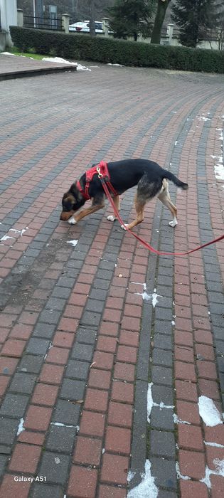 Donez cățelușa pentru adoptie